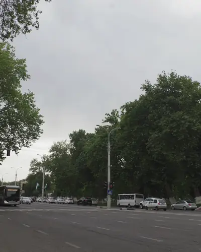 Широкий проспект с высокими деревьями, пасмурно